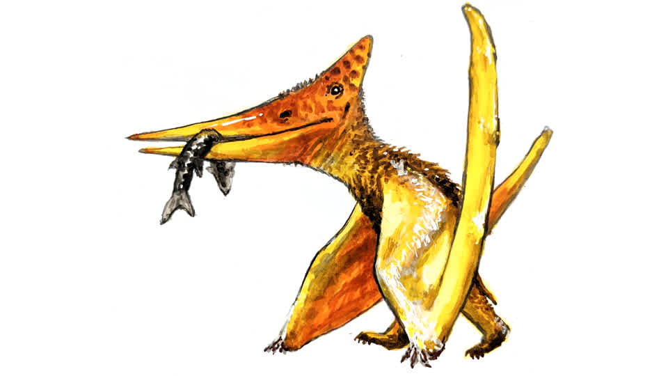 Orange and yellow Pteranodon, an ancient flying reptile, holding a fish in its mouth