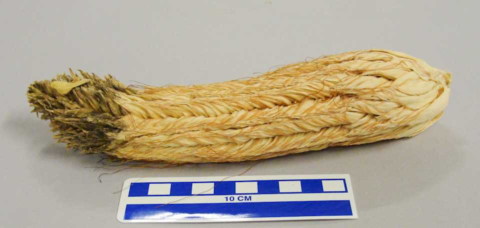 collections/objects/corn-cob-a2007-6-11a