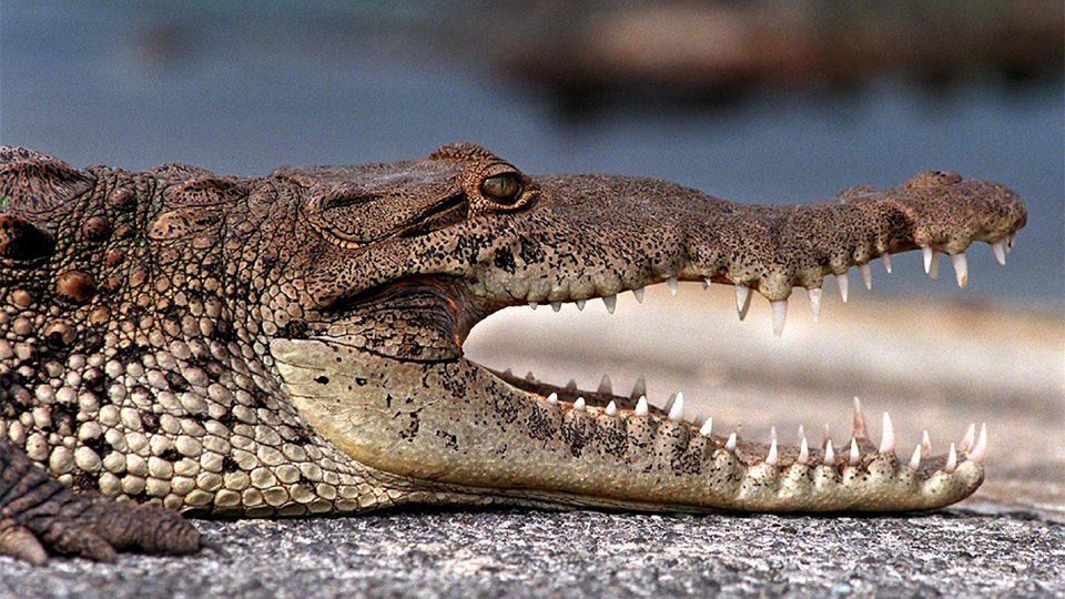 A crocodile with an open mouth.