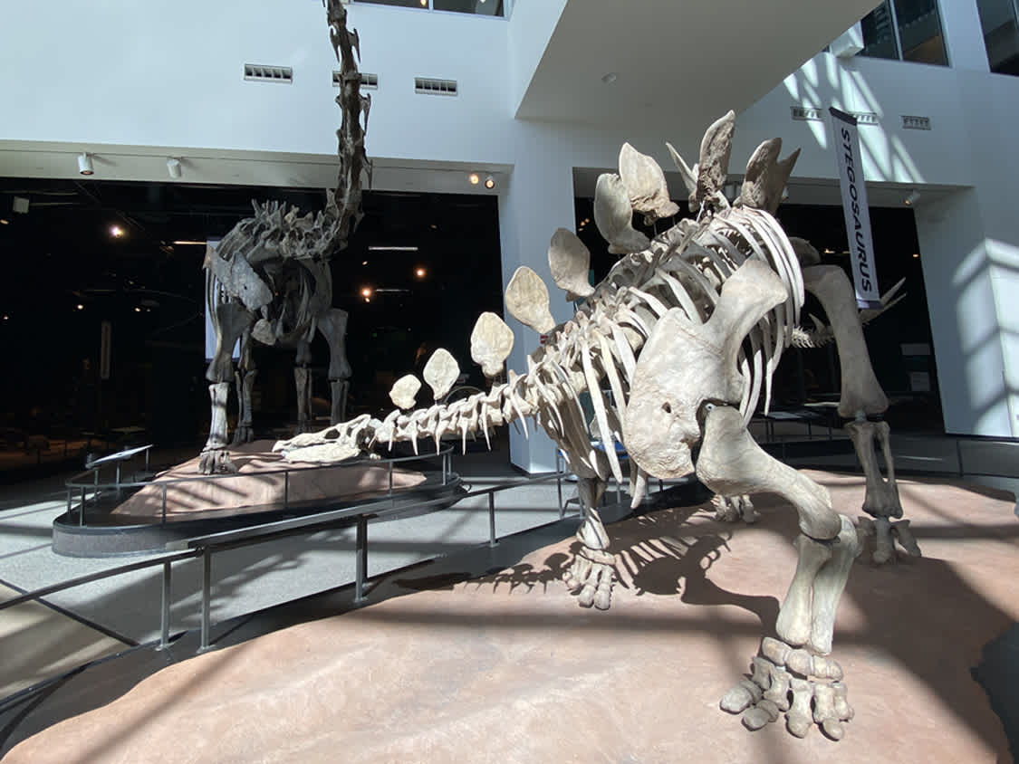 Dinosaur and fossils gallery image showcasing the Stegosaurus fossil.
