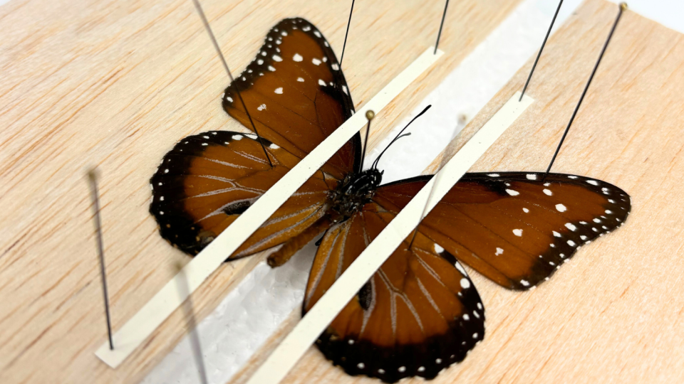Image of a Sunset Butterfly specimen from our entomology pinning kit