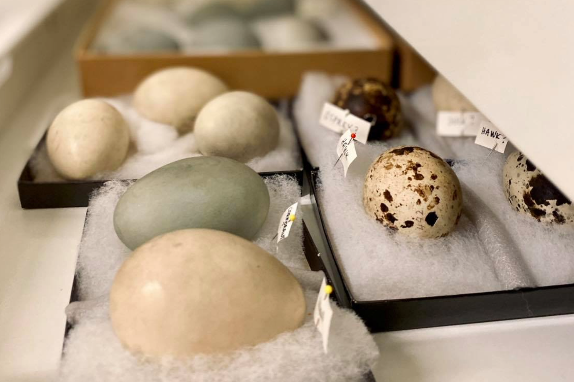 Scientists in the Science Museum of Minnesota’s Center for Research and Collections study and
care for a collection of nearly two million artifacts and specimens that help us understand Earth’s
biodiversity.