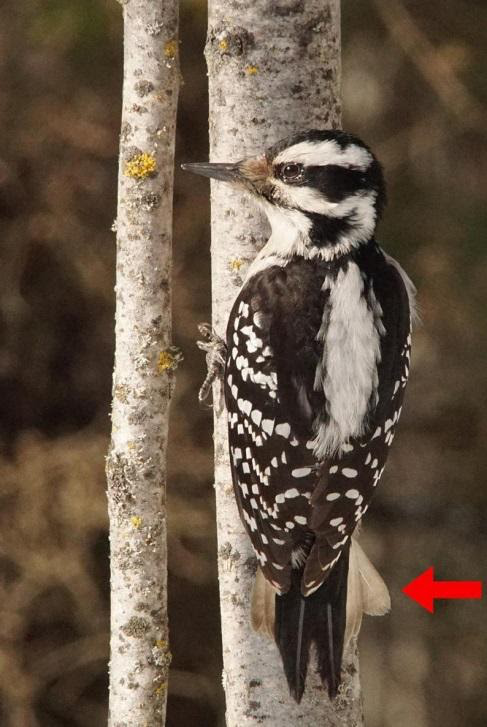 A woodpecker resting on a tree with a red arrow indicating toward its tail. 