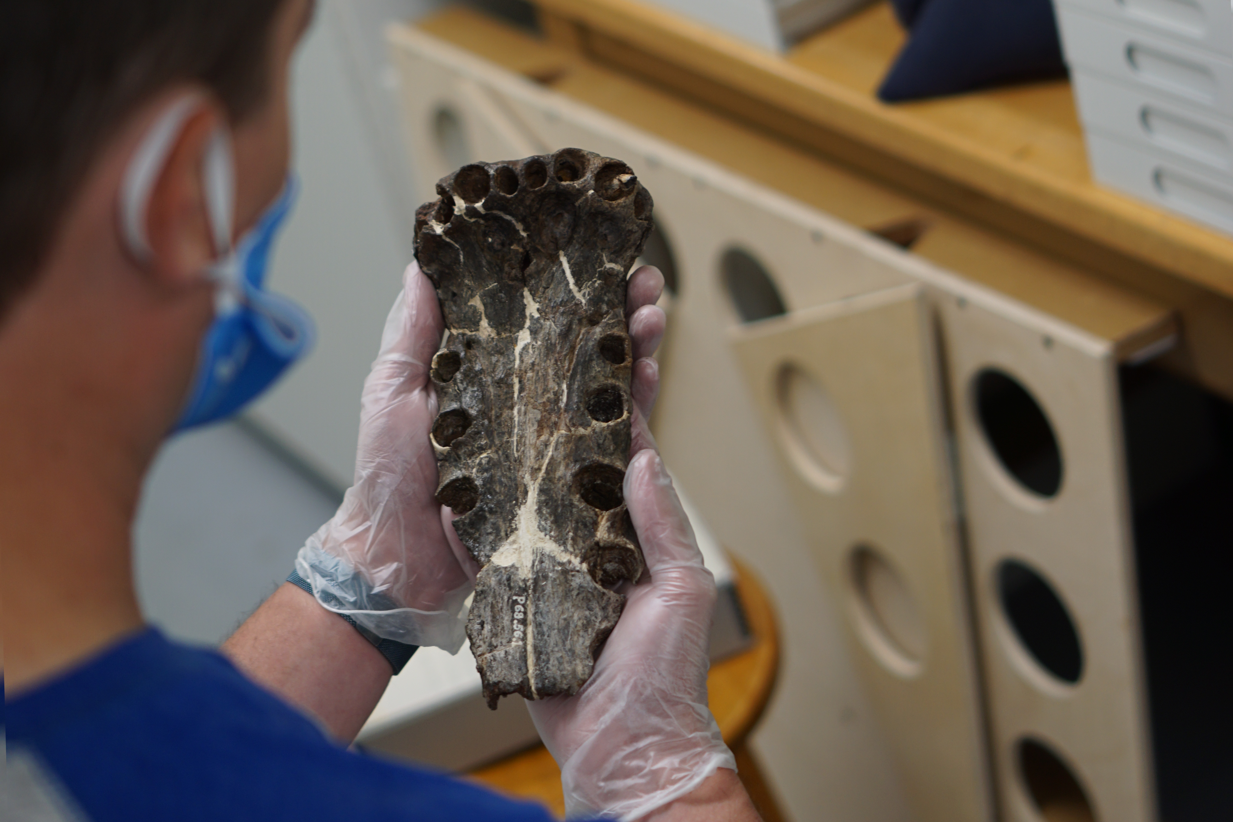 Dr. Alex Hastings holds a fossilized crocodile snout, which is around 10 inches long (from a crocodile that was estimated to be 15 feet long)