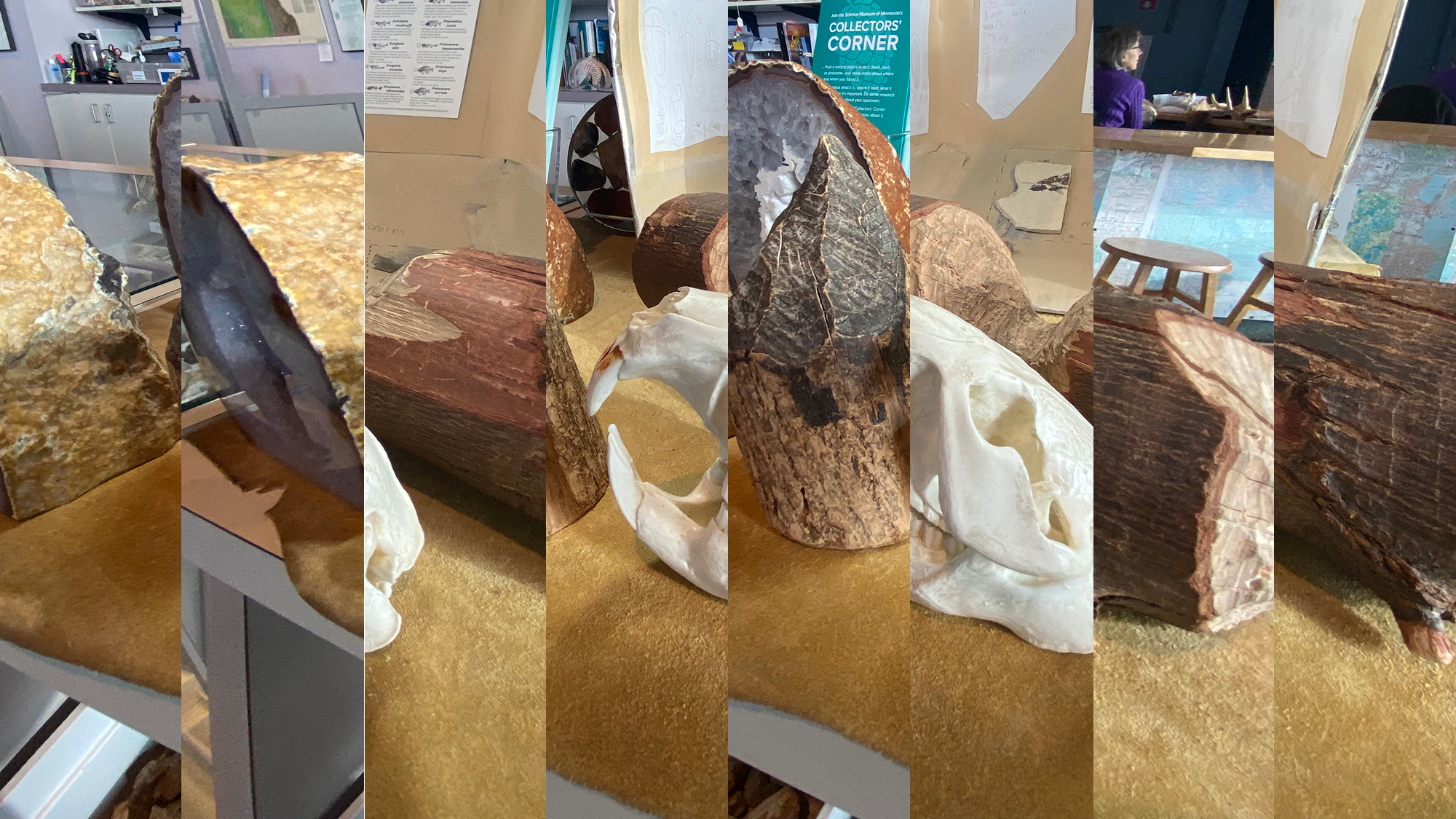 asset Brain teaser game of mismatched photos of a dinosaur fossil.