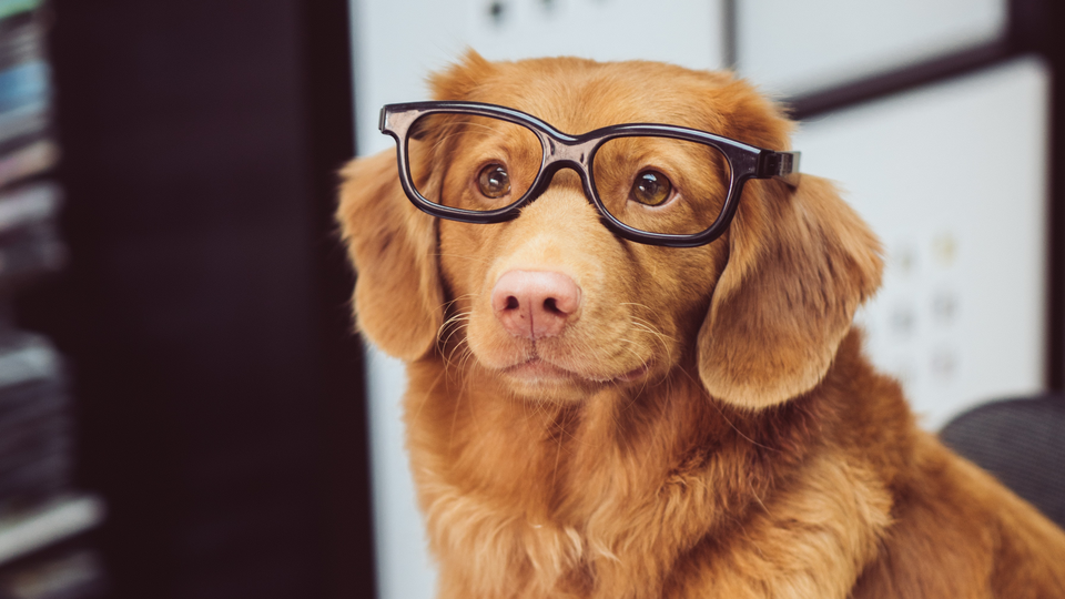 A goldren retriever dog wearing black-framed glasses. 