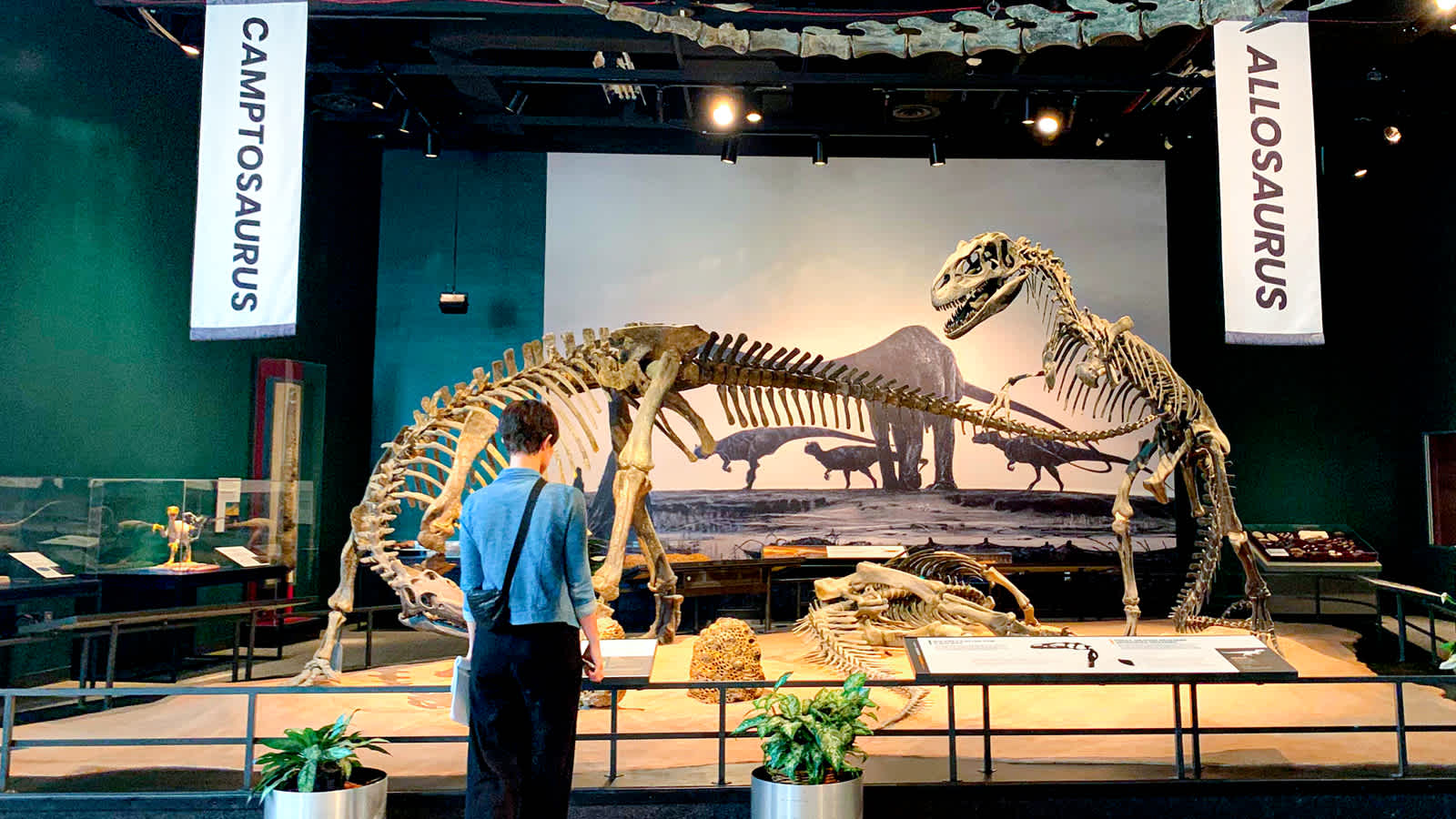A wide shot of the dinosaur exhibit with dinosaur skeletons in the background. 