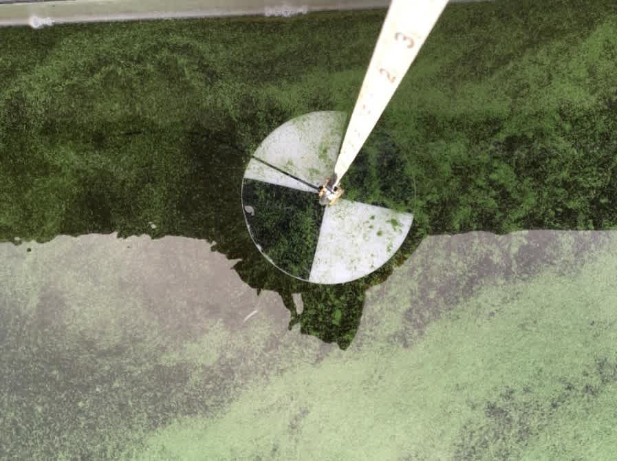 A secchi disk being used in algae covered water for research.