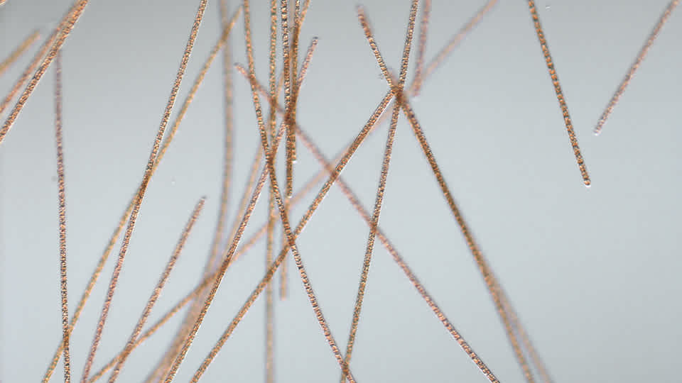 Closeup image of microscopic red strands (no spoilers here!)