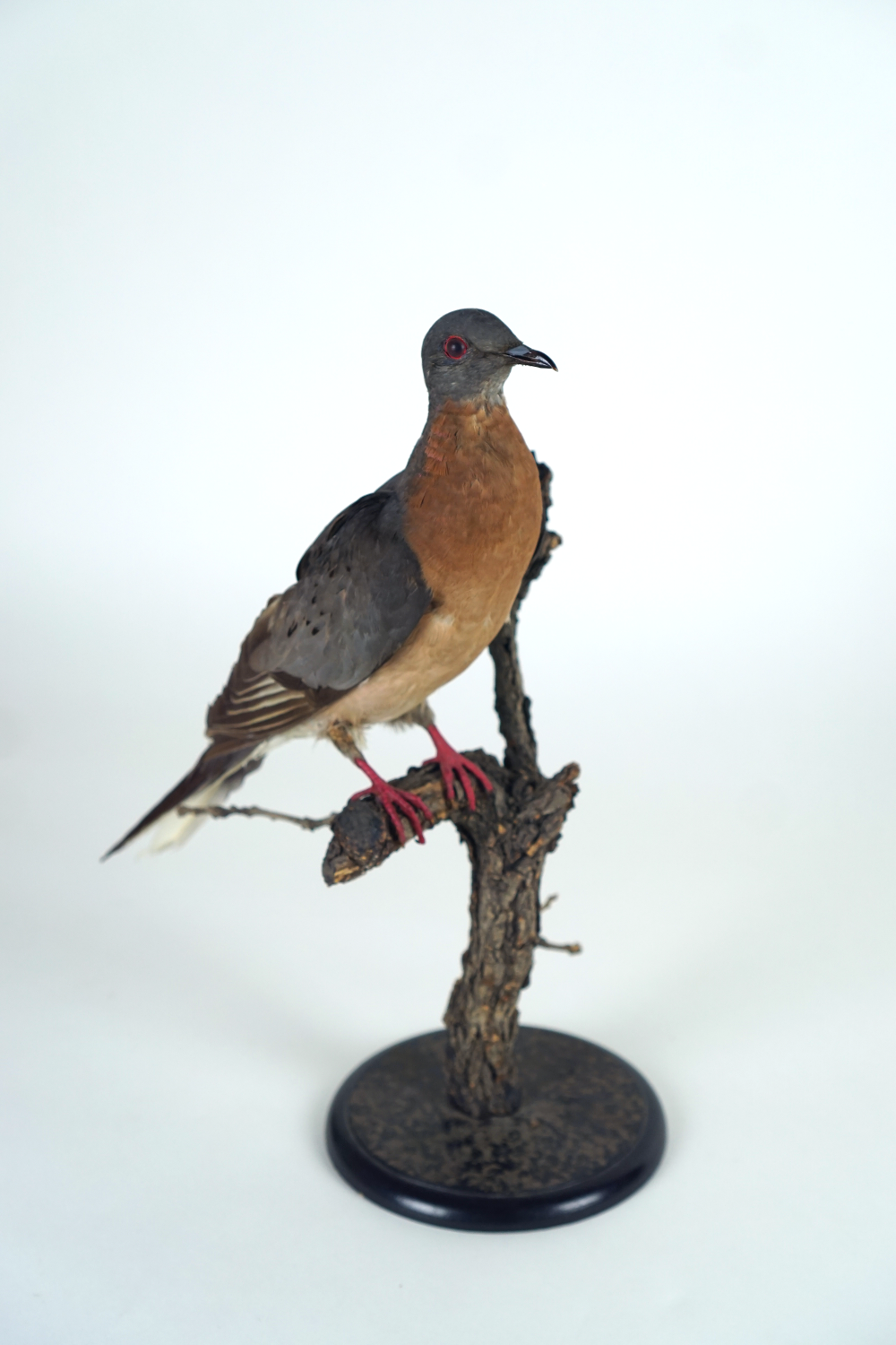 A taxidermy passenger pigeon on display.