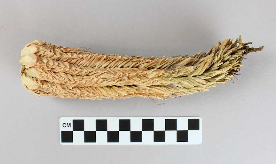 collections/objects/corn-cob-a2007-6-11b