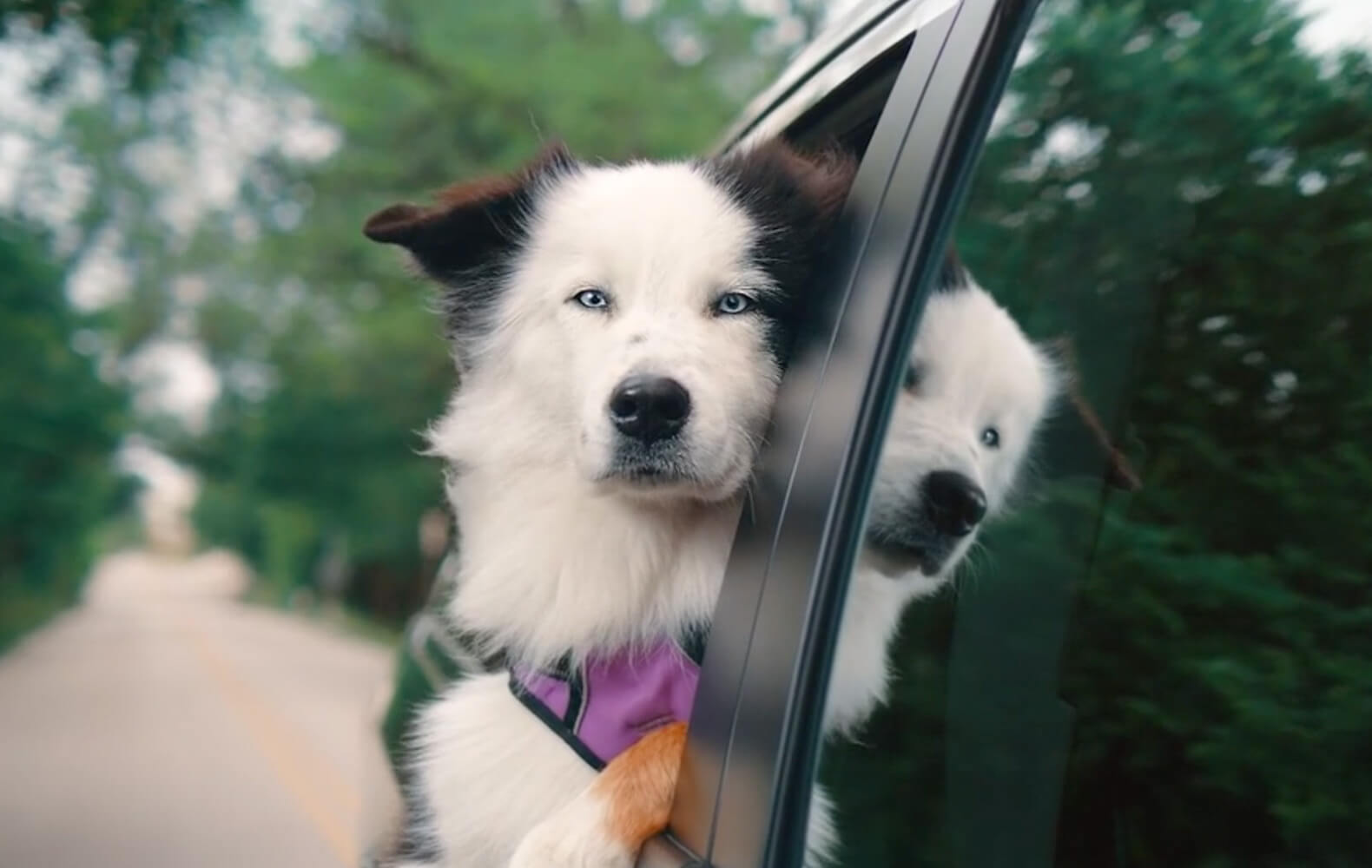 dog in car with face out window