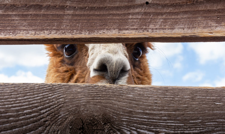 Llama looking through wooden fence