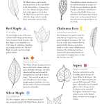 Trail Marker Guide with Descriptions of Selected Plants