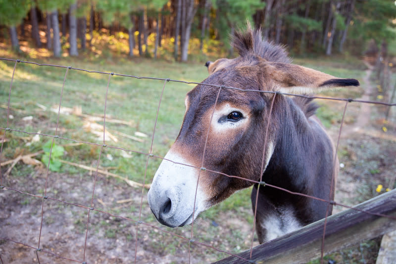 Donkey looking through a fence on a manufactured home property.