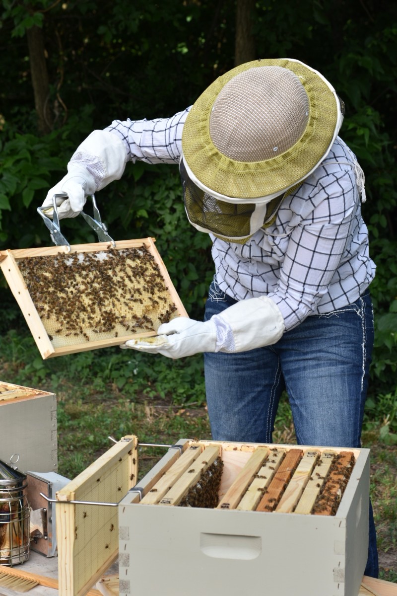 Picture of bee keeper holding up bees.