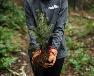 Clayton team member holds a new tree as a part of our planting partnership with The Arbor Day Foundation.