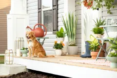 Dog sitting on a patio with a lot of plants and bright colors around. 