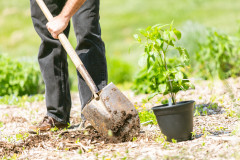Man seen from legs down holds a shovel and digs in the dirt with a small plan into a black pot next to him.