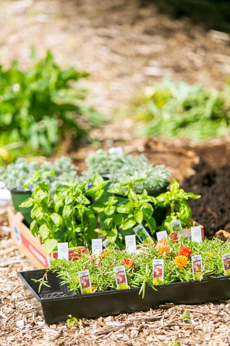 Green Team Gardening Earth Week 2019-14