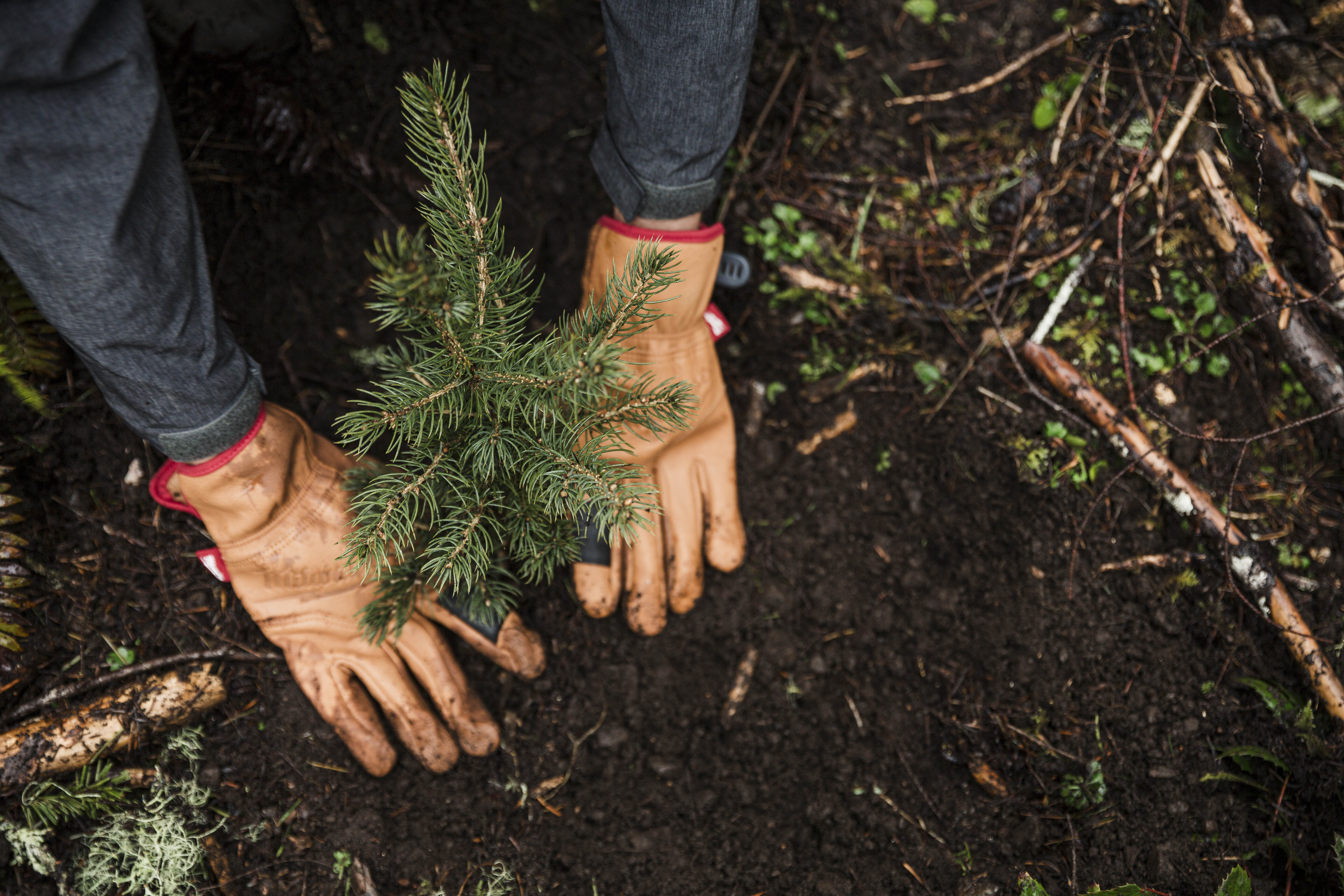 Recognizing that forests are vital to the long-term sustainability of our planet, Clayton and the Arbor Day Foundation have launched an important partnership to plant more than two million native species trees to help restore and revitalize forest ecosystems.