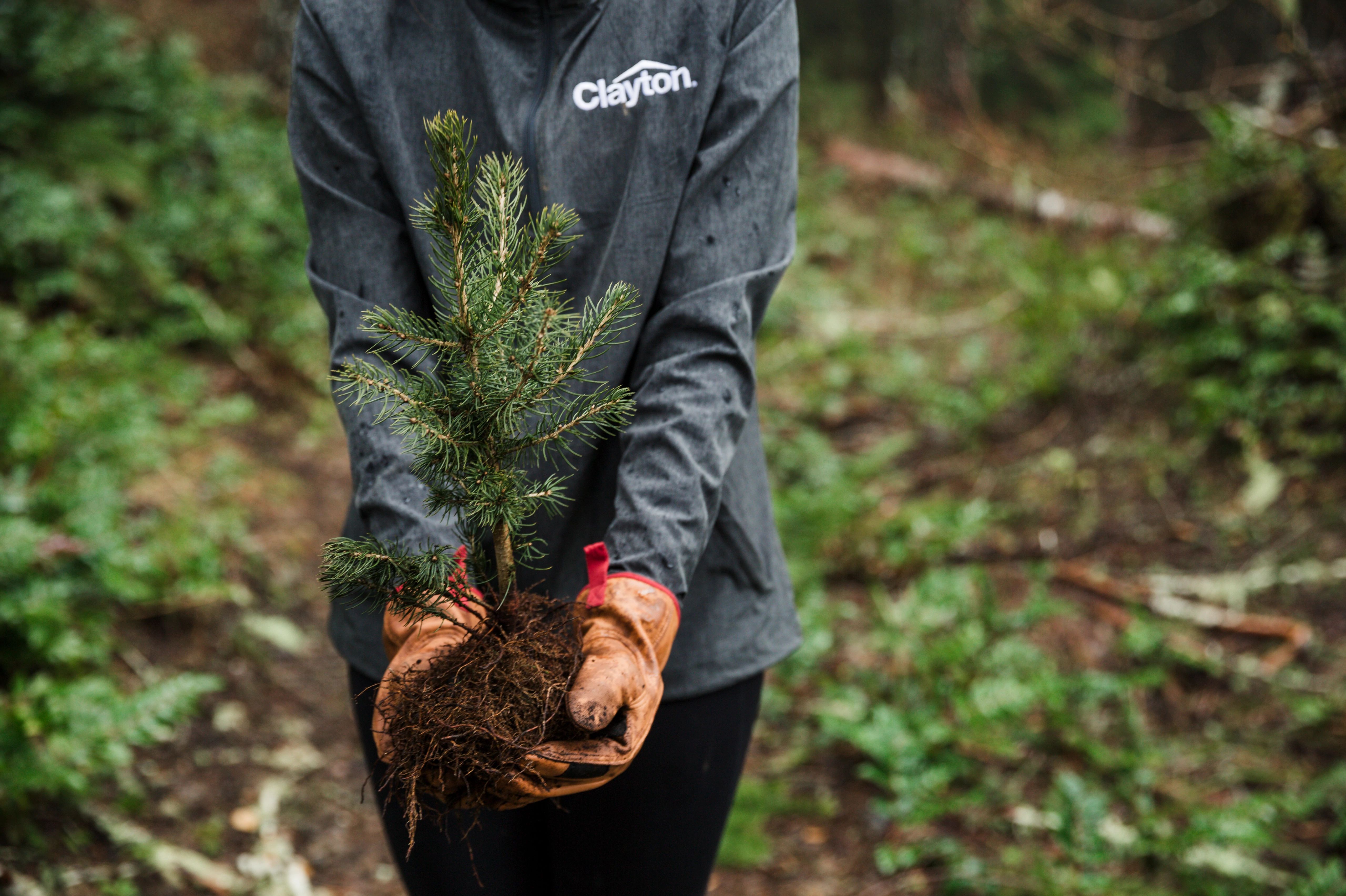Clayton Sustainability Arbor Day Salem Oregon Marys Peak 2022-March-2 (2)