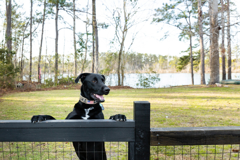 Black dog peers over fence in front of lake