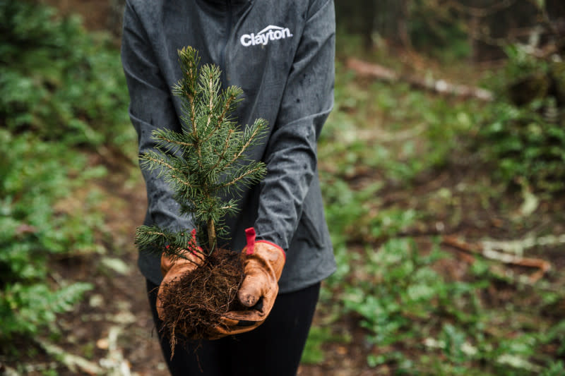From the shoulders down, a person in a Clayton jacket and brown gloves holds a small tree sapling to be planted.