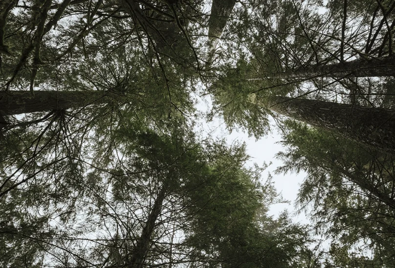 Arbor Day Salem, Oregon - Mary's Peak Tree Tops