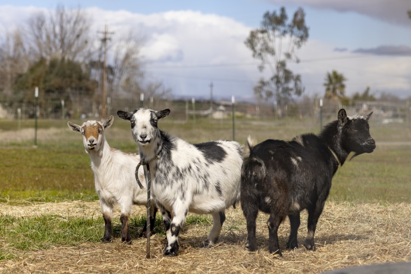 Danica and Jesse’s three goats