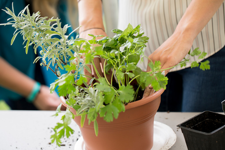 Person planting herbs in a plant pot.