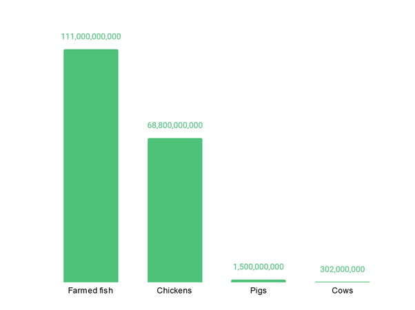 Number of farm animals slaughtered annually (selected species)