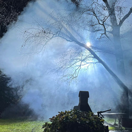 Tree engulfed in fog creating spooky atmosphere