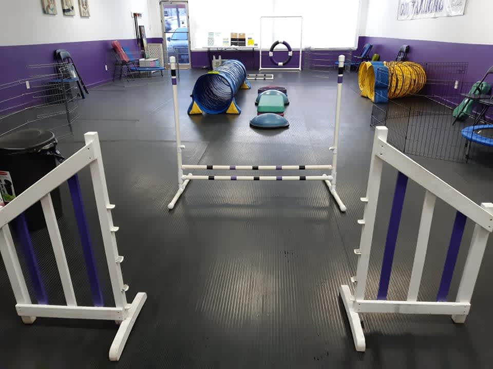 Dog Training Flooring
