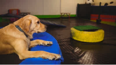 Dog Daycare Flooring