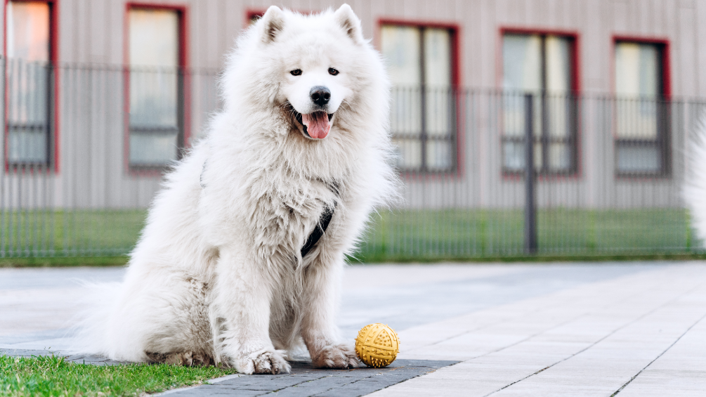 Best Flooring for Dog Daycare What is the Best Flooring for Dog