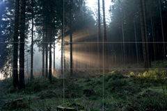  Wald  mit Lichteinfall