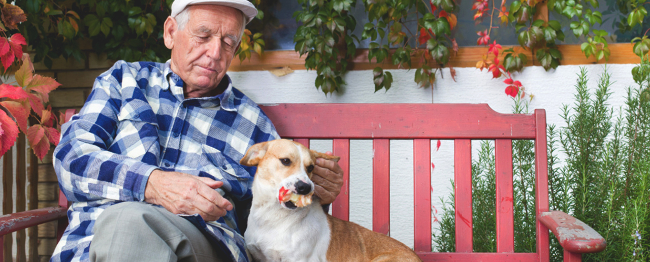 les animaux de compagnie et les seniors ouihelp aide à domicile 