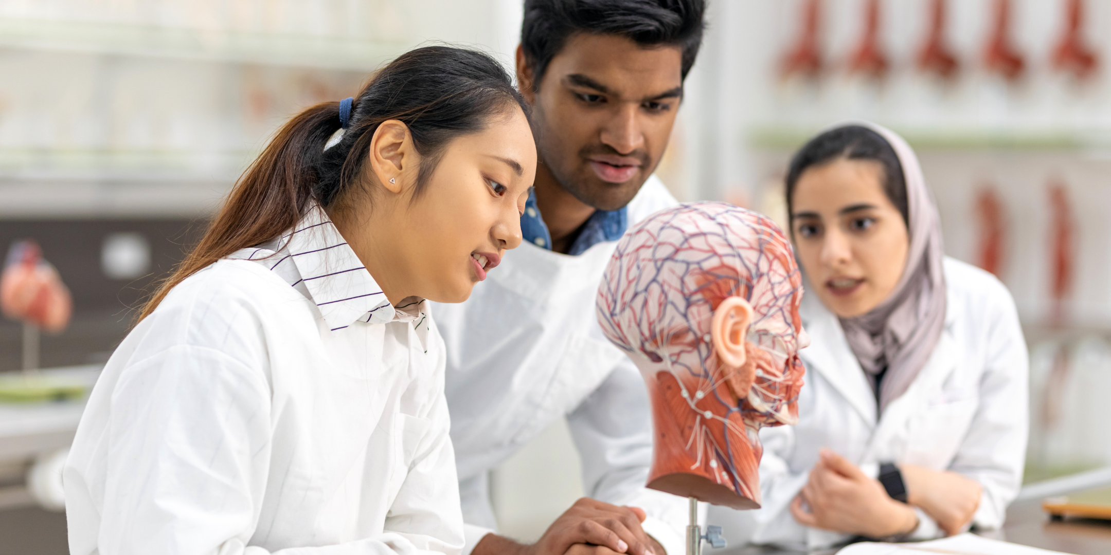 Female student studying medical anatomy in university lab using anatomical tool of human head