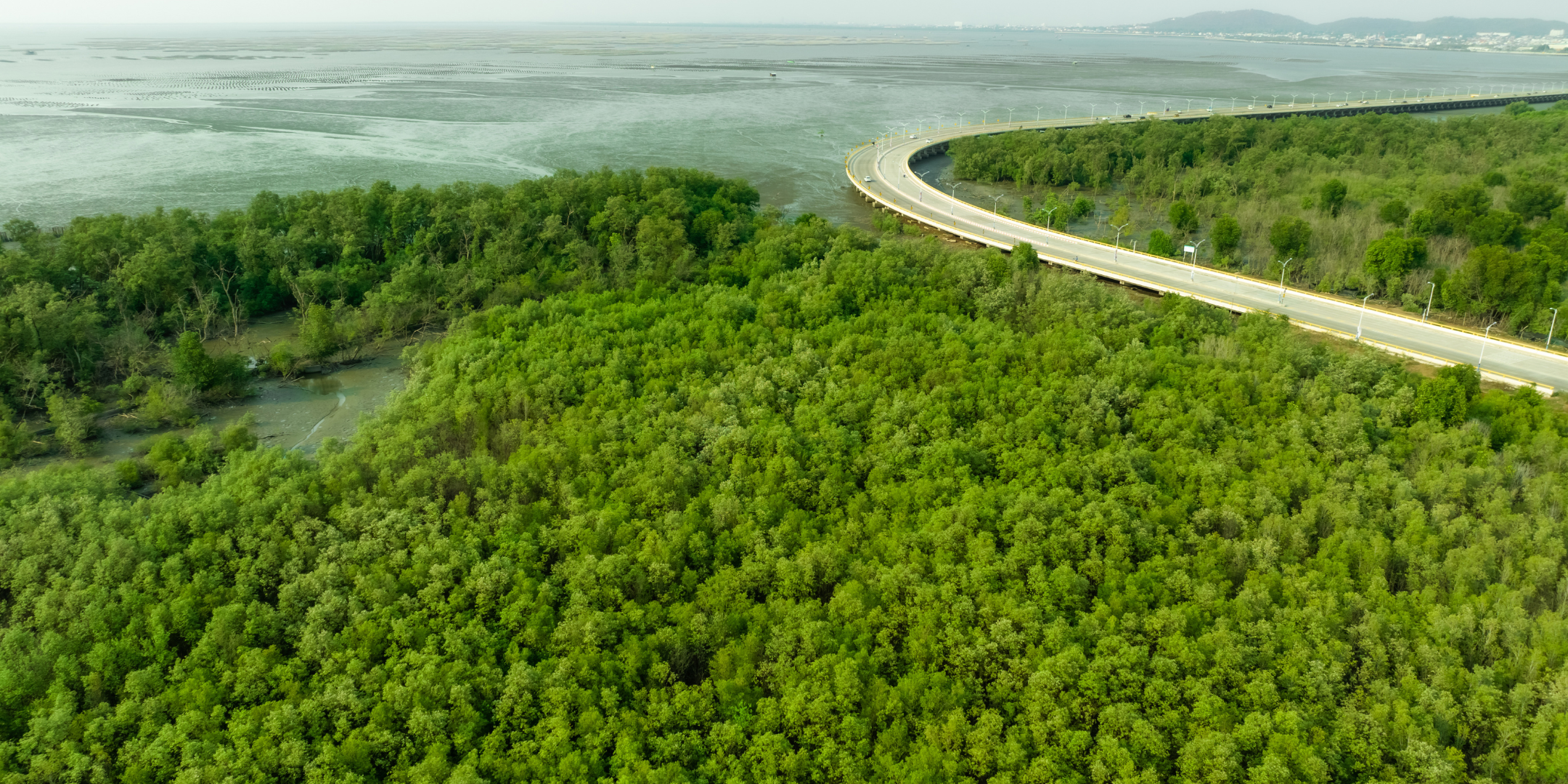 Green mangrove forest that captures carbon monoxide