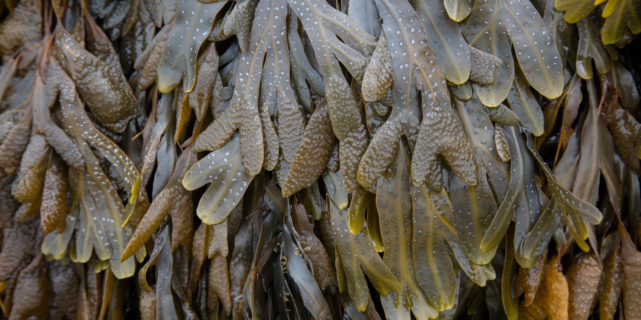 close up of seaweed