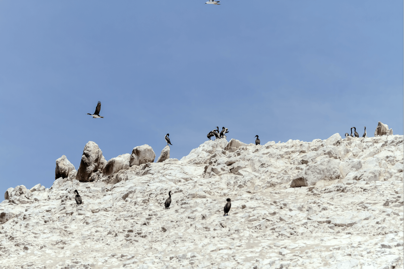 Cormorant birds on the guano in one of the Ballestas Islands