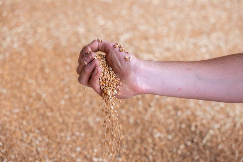 grainRise