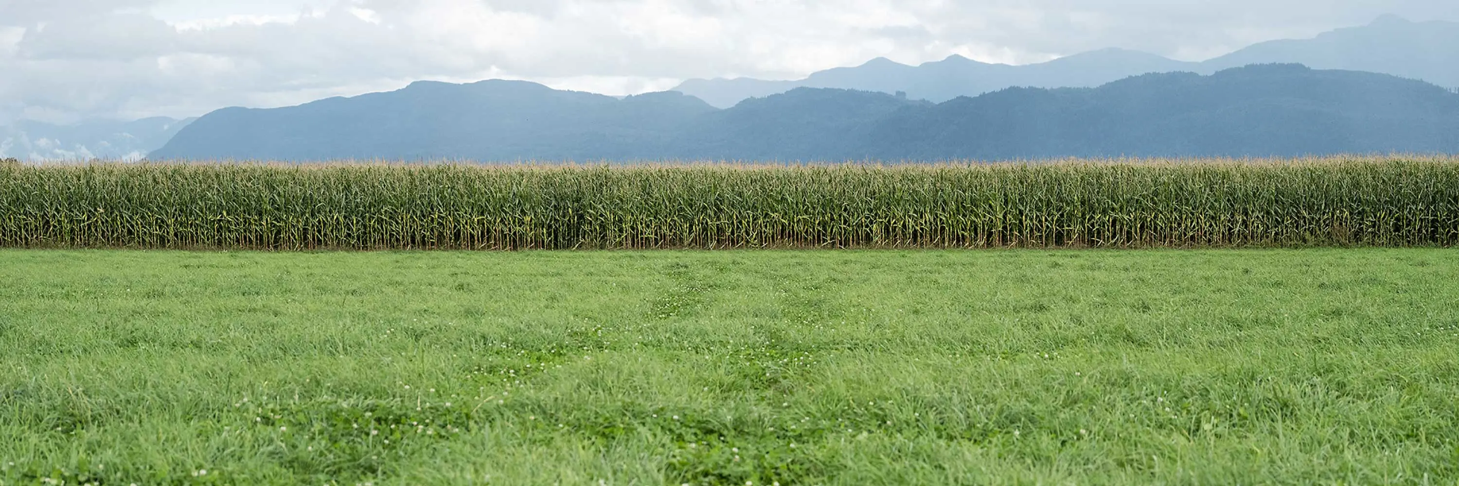 A corn field with mountains in the background