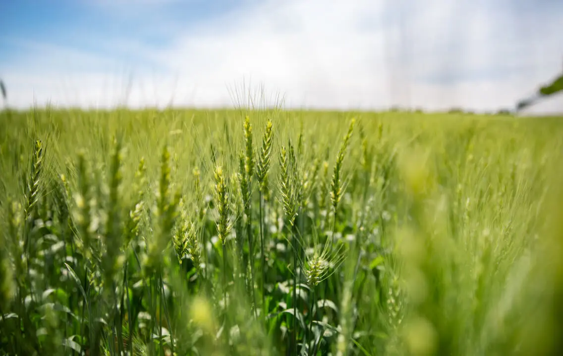 A green wheat field with blue sky in the background.