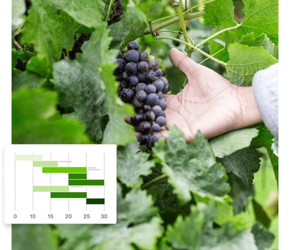 A person's hand holding grapes on a vine.