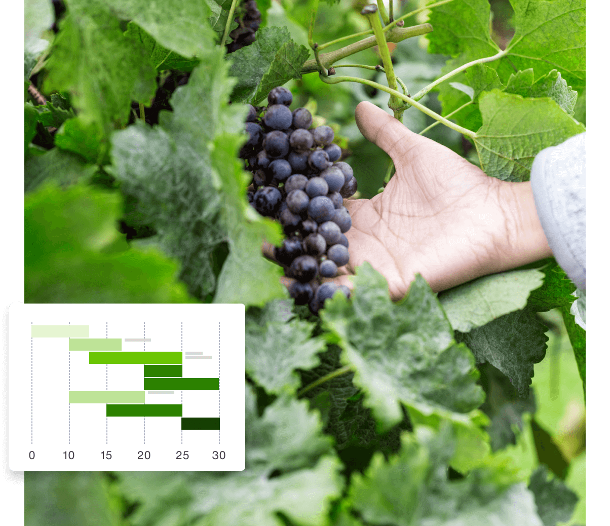 A person's hand holding grapes on a vine.