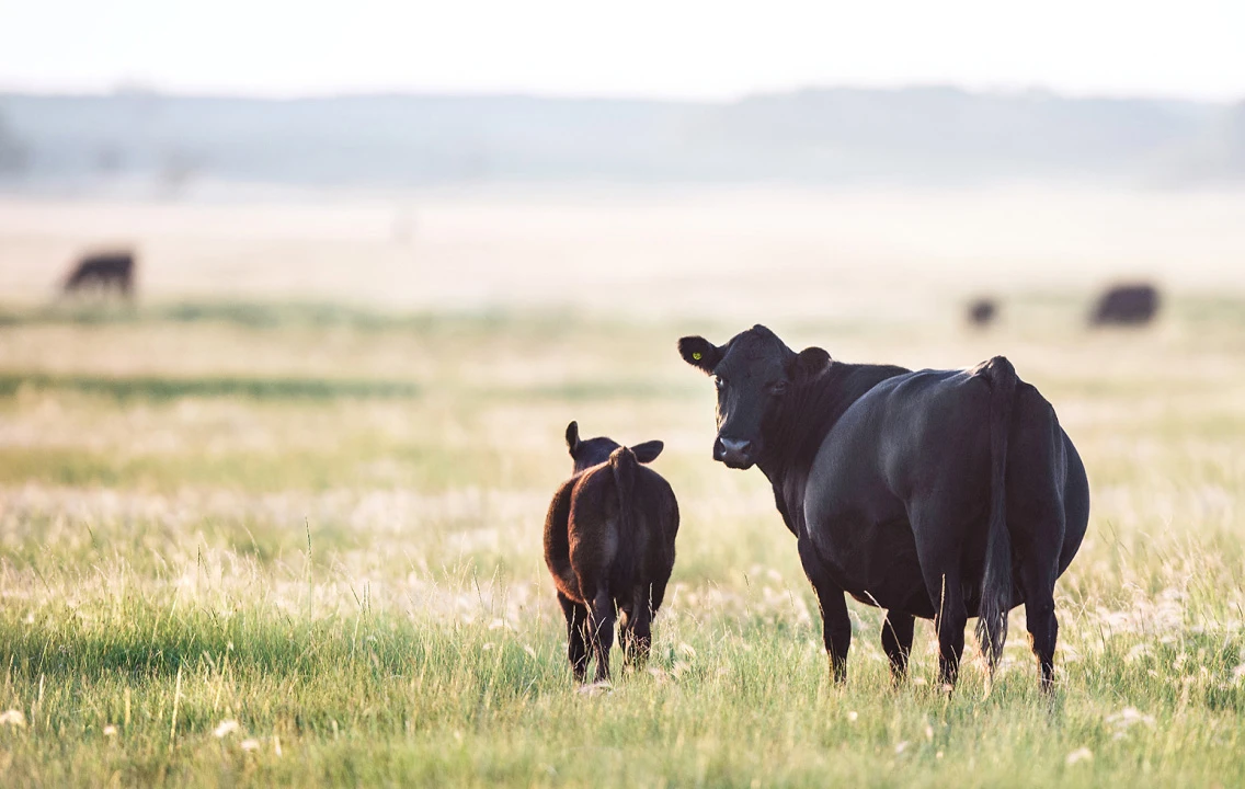 A cow and a calf standing in a field.