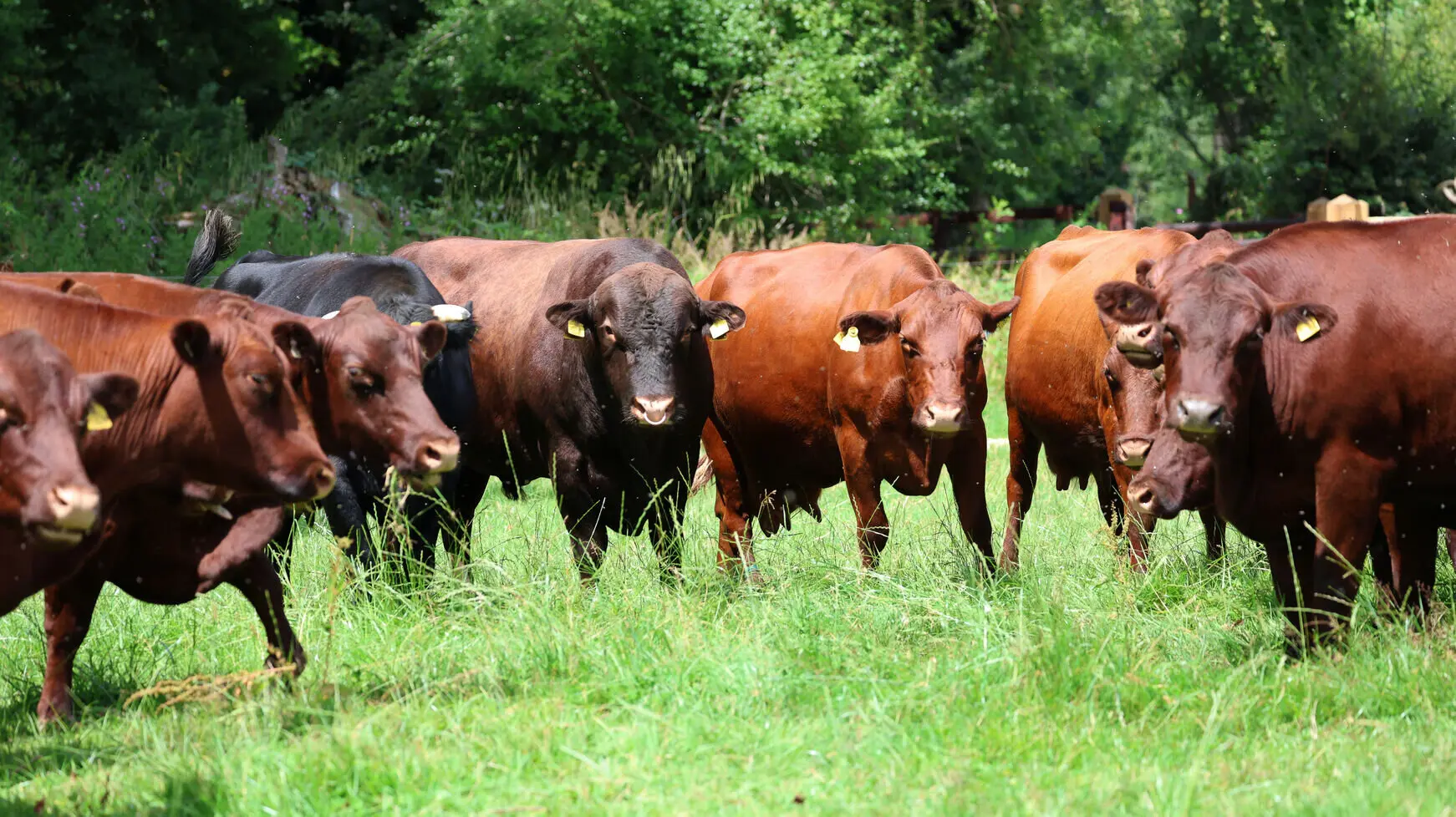 A group of cows in a pasture, symbolising the role of livestock in ensuring digital food safety and traceability.

