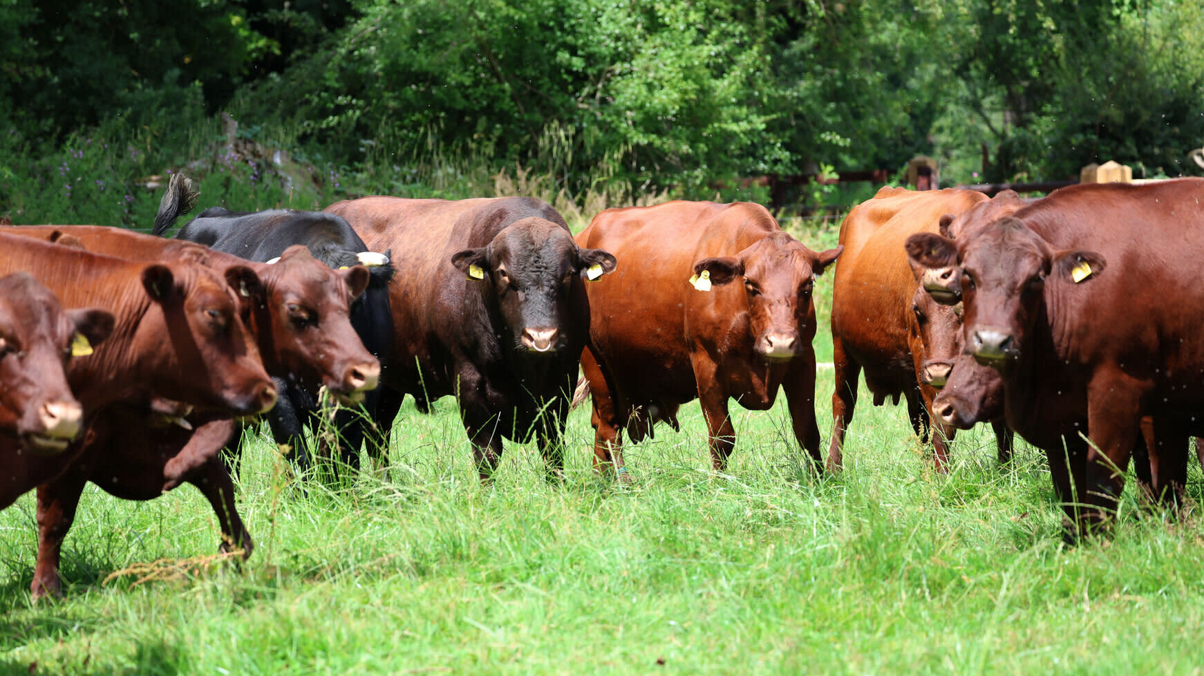 A group of cows in a pasture, symbolising the role of livestock in ensuring digital food safety and traceability.